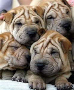 chinesehapeipuppies.jpg
