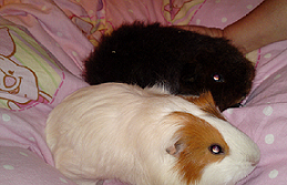 Schweinchen links.png