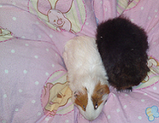 Schweinchen oben.png