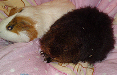 Schweinchen rechts.png