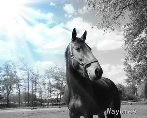 Wayomeè.jpg Wayomeè.jpg