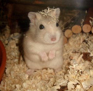 DSC08242.JPG DSC08242.JPG