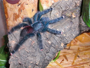Avicularia metallica.jpg