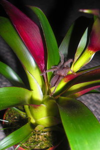 Selenocosmia crassipes.jpg