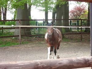 Spirit draussen 006.JPG