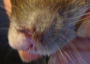 Emmi Nase nah (2).jpg