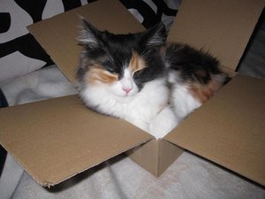 hochzeit Hinna 2011 003 (2).JPG