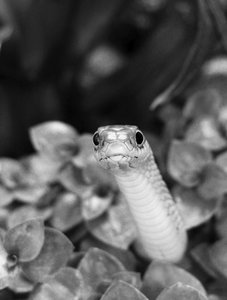 Tf NextTopPet Flecki 02.JPG