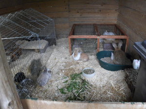 Kaninchenkäfig 1.jpg