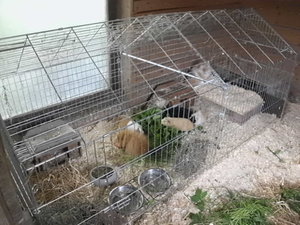 Meeris mit Grünzeug 1.jpg