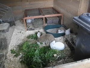 Kaninchen mit Grünzeug 1.jpg