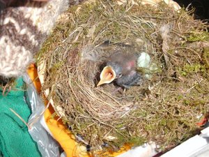 Minipiepsi 10  Tag klein.jpg