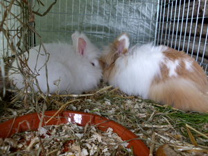 Bilder allerlei 385.jpg