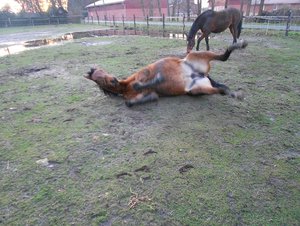 Kamera.Weihnachen-Pferde 107.JPG