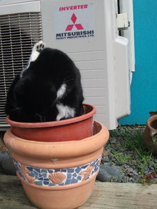 putzt sich im Topf.jpg putzt sich im Topf.jpg