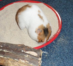 hamster 01111.jpg
