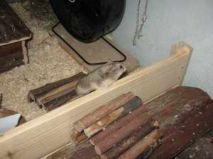 Krümle im Sand 008.JPG