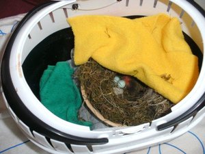 Unterbringung nackte Nestlinge kb.jpg