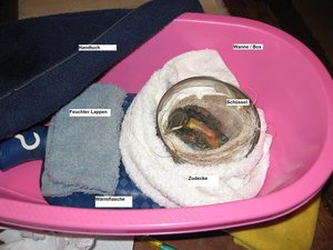 Unterbringung%20unbefiederte%20Nestlinge%20Butz2.jpg