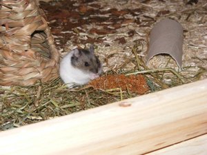 Dscf8305k.jpg Dscf8305k.jpg