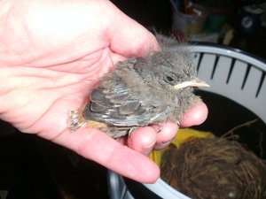 Rotschwanz HünfeldMai 12 KB.jpg