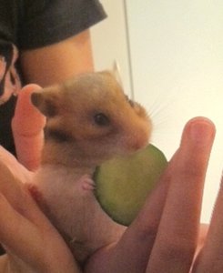 Chilli zuletzt süss.JPG