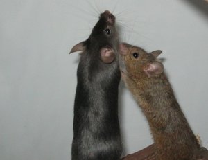 Mäusebilder 086.JPG