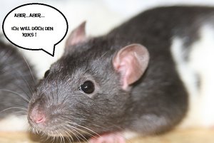 Samsa text.jpg Samsa text.jpg