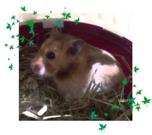 cookie bearbetet.jpg