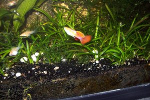 Guppy.JPG