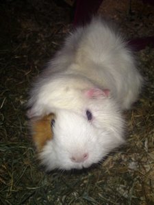 DSC00811 (480x640).jpg DSC00811 (480x640).jpg