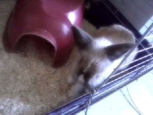 schnucki.jpg schnucki.jpg