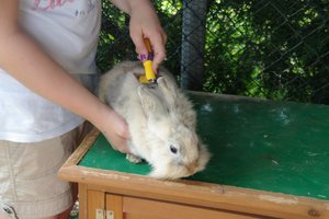 Bunny bürsten (klein).JPG