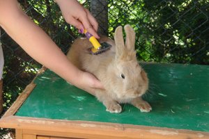 Teddy bürsten (klein).JPG