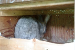 Charly putzen (klein).JPG