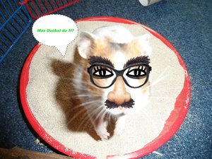 hamster 012wettbewerb.JPG