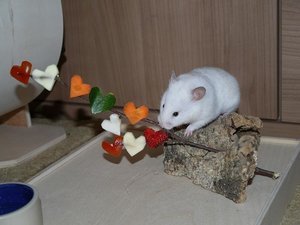 Neuer Herzchenbaum.jpg