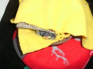 Spatz eingemummelt KB.jpg