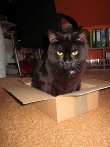 ruby karton.JPG ruby karton.JPG