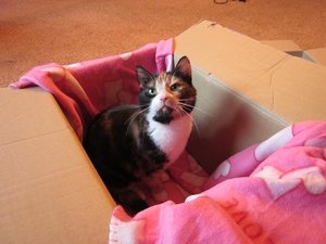 tyson karton.JPG tyson karton.JPG