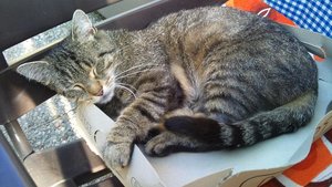 Carlis carton.jpg Carlis carton.jpg