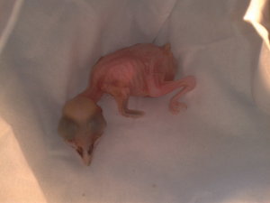 2012-05-26 13.45.21.jpg