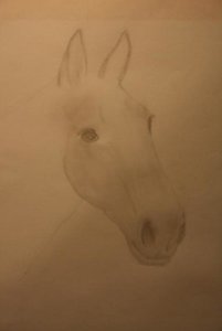 zeichnungpferd2.jpg.JPG