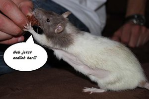 IMG_5460.JPG IMG_5460.JPG