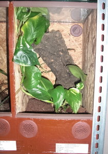 A. metallica Terra 1.jpg