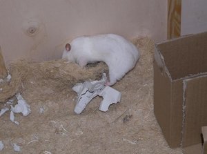 Lumi will unter Matte klettern.jpg