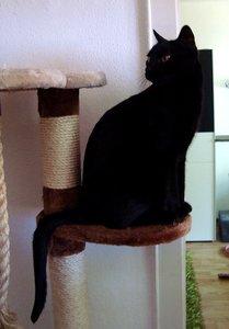 schwanz2-001.jpg schwanz2-001.jpg