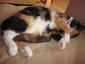 rubyschwanz.JPG rubyschwanz.JPG