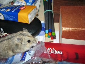 Sherlock Krümel 001.JPG