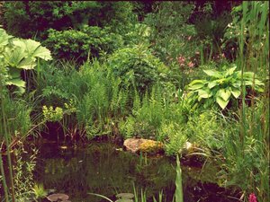 Mein Gartenteich 1r.jpg Mein Gartenteich 1r.jpg